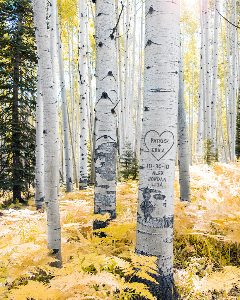 Carved Aspen Tree Personalized Art